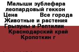 Малыши эублефара ( леопардовый геккон) › Цена ­ 1 500 - Все города Животные и растения » Грызуны и Рептилии   . Краснодарский край,Кропоткин г.